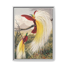 Birds of Paradise: Vintage Natural History Art by Benjamin Fawcett (1808 - 1893) - NOMADEN ART GALLERY
