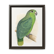Mealy Amazon (Amazona farinosa) colored wood-engraved plate by Alexander Francis Lydon - NOMADEN ART GALLERY