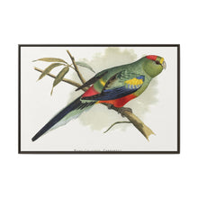 Many-Coloured Parrakeet (Psephotellus varius) colored wood-engraved plate by Alexander Francis Lydon - NOMADEN ART GALLERY