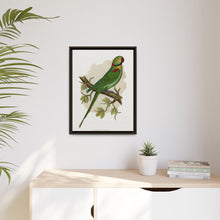 Alexandrine Parakeet (Psittacula eupatria) colored wood-engraved plate by Alexander Francis Lydon.