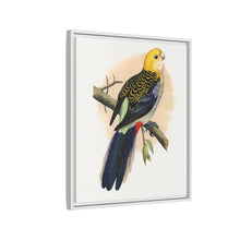 Pale-Headed or Mealy Rosella (Platycercus adscitus) colored wood-engraved plate by Alexander Francis Lydon.