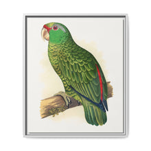 Many-Coloured Parrakeet (Psephotellus varius) colored wood-engraved plate by Alexander Francis Lydon - NOMADEN ART GALLERY