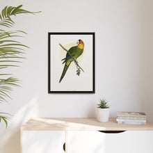 Carolina Parrot (Conuropsis carolinensis) colored wood-engraved plate by Alexander Francis Lydon.