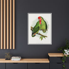 Rosy-Faced Love-Bird (Agapornis roseicollis) colored wood-engraved plate by Alexander Francis Lydon.