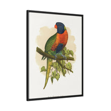 Blue Mountain Lory (Trichoglossus moluccanus) colored wood-engraved plate by Alexander Francis Lydon.