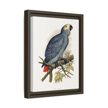 Grey Parrot (Psittacus erithacus) colored wood-engraved plate by Alexander Francis Lydon.