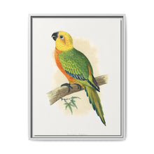 Jendaya Conure (Aratinga jandaya) colored wood-engraved plate by Alexander Francis Lydon. - NOMADEN ART GALLERY