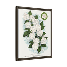 Japanese snowball flower lithograph. Digitally enhanced from our own original 1900 edition plates of Botanical Specimen published by Rochester Lithographing