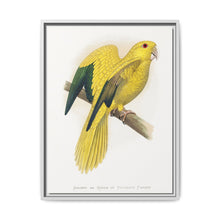 Golden or Queen Bavaria's Parrot (Guaruba guarouba) colored wood-engraved plate by Alexander Francis Lydon. - NOMADEN ART GALLERY