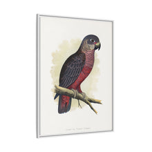 Dusky or Violet Parrot (Pionus fuscus) colored wood-engraved plate by Alexander Francis Lydon.