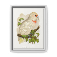 Slender-Billed Cockatoo (Cacatua tenuirostris) colored wood-engraved plate by Alexander Francis Lydon. - NOMADEN ART GALLERY