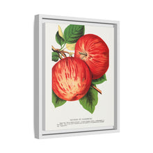 Duchess of Oldenburg apples lithograph from Botanical Specimen published by Rochester Lithographing