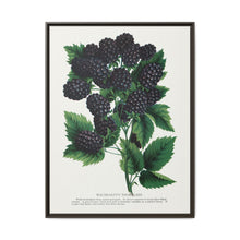 Wachusetts Thornless blackberry lithograph. Digitally enhanced from our own original 1900 edition plates of Botanical Specimen published by Rochester Lithographing - NOMADEN ART GALLERY
