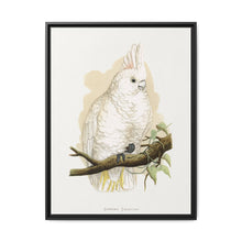 Goffin's Cockatoo (Cacatua goffiniana) colored wood-engraved plate by Alexander Francis Lydon. - NOMADEN ART GALLERY
