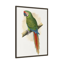 Soldatenara (Ara militaris) farbige Holzstichplatte von Alexander Francis Lydon