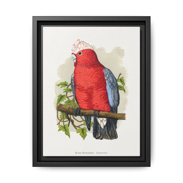 Rose-Breasted Cockatoo (Eolophus roseicapillus) colored wood-engraved plate by Alexander Francis Lydon. - NOMADEN ART GALLERY