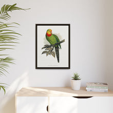 Barraband's Parakeet (Polytelis swainsonii) colored wood-engraved plate by Alexander Francis Lydon