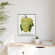 Green Mountain grape lithograph. Digitally enhanced from our own original 1900 edition plates of Botanical Specimen published by Rochester Lithographing