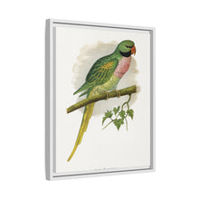Javan Parrakeet (Psittacula alexandri) colored wood-engraved plate by Alexander Francis Lydon.