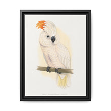 Great Salmon-Crested Cockatoo (CACATUA MOLUCCENSIS) colored wood-engraved plate by Alexander Francis Lydon. - NOMADEN ART GALLERY