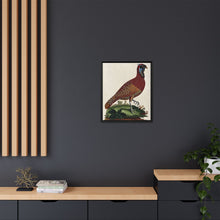 A horned Indian pheasant standing on the grass by J. Pass after J. E. Ihle.