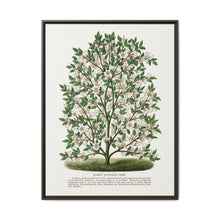 Hardy Magnolia tree lithograph. Digitally enhanced from our own original 1900 edition plates of Botanical Specimen published by Rochester Lithographing - NOMADEN ART GALLERY