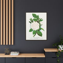 Rose, Perpetual White Moss lithograph. Digitally enhanced from our own original 1900 edition plates of Botanical Specimen published by Rochester Lithographing