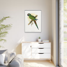 llliger's Macaw (Primolius maracana) colored wood-engraved plate by Alexander Francis Lydon