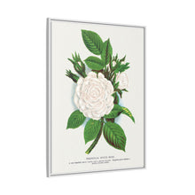 Rose, Perpetual White Moss lithograph. Digitally enhanced from our own original 1900 edition plates of Botanical Specimen published by Rochester Lithographing