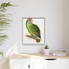 Dufresne's Amazon (Amazona dufresniana) colored wood-engraved plate by Alexander Francis Lydon