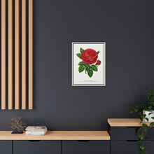 Red rose, General Jacquemont flower lithograph. Digitally enhanced from our own original 1900 edition plates of Botanical Specimen published by Rochester Lithographing