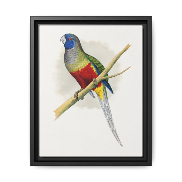 Blue Bonnet Parrakeet (Northiella haematogaster) colored wood-engraved plate by Alexander Francis Lydon. - NOMADEN ART GALLERY
