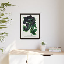 Wachusett Blackberry Lithograph | Vintage Botanical Wall Art