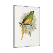Elegant Parrakeet (Neophema elegans) colored wood-engraved plate by Alexander Francis Lydon
