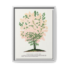 Purple Fringe tree lithograph. Digitally enhanced from our own original 1900 edition plates of Botanical Specimen published by Rochester Lithographing - NOMADEN ART GALLERY