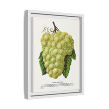 Green Mountain grape lithograph. Digitally enhanced from our own original 1900 edition plates of Botanical Specimen published by Rochester Lithographing
