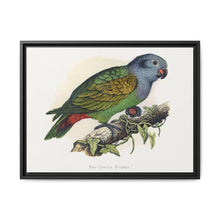 Red-Vented Parrot (Amazona martinicana) colored wood-engraved plate by Alexander Francis Lydon - NOMADEN ART GALLERY