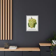 Green Mountain grape lithograph. Digitally enhanced from our own original 1900 edition plates of Botanical Specimen published by Rochester Lithographing