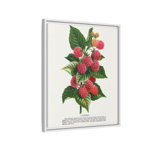 Cuthbert raspberry lithograph. Digitally enhanced from our own original 1900 edition plates of Botanical Specimen published by Rochester Lithographing