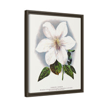 Clematis flower lithograph. Digitally enhanced from our own original 1900 edition plates of Botanical Specimen published by Rochester Lithographing