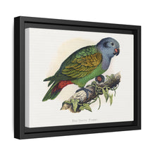 Red-Vented Parrot (Amazona martinicana) colored wood-engraved plate by Alexander Francis Lydon