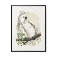 Great White-Crested Cockatoo (Cacatua alba) colored wood-engraved plate by Alexander Francis Lydon - NOMADEN ART GALLERY