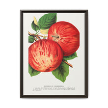 Duchess of Oldenburg apples lithograph from Botanical Specimen published by Rochester Lithographing - NOMADEN ART GALLERY