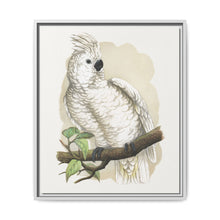 Great White-Crested Cockatoo (Cacatua alba) colored wood-engraved plate by Alexander Francis Lydon - NOMADEN ART GALLERY
