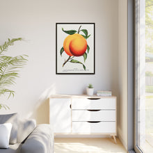 Foster peach lithograph. Digitally enhanced from our own original 1900 edition plates of Botanical Specimen published by Rochester Lithographing