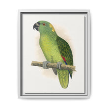 Yellow-Naped Amazon (Amazona auropalliata) colored wood-engraved plate by Alexander Francis Lydon - NOMADEN ART GALLERY