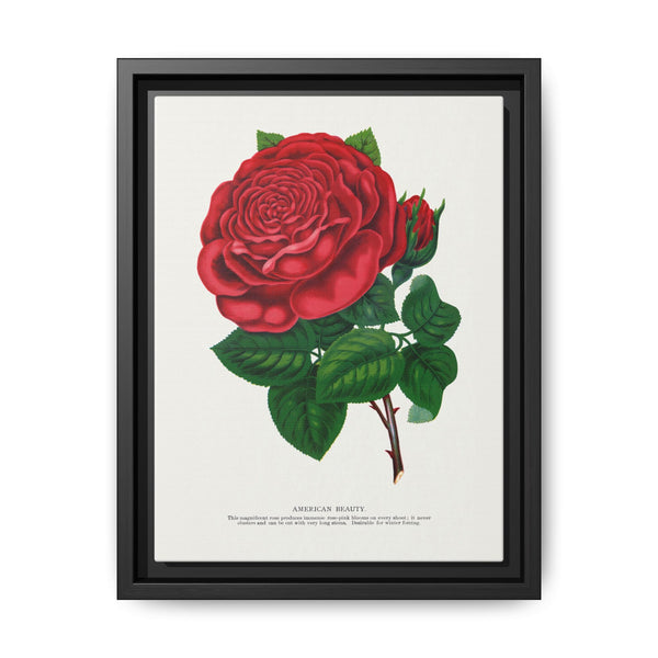 Red rose, American Beauty lithograph. Digitally enhanced from our own original 1900 edition plates of Botanical Specimen published by Rochester Lithographing - NOMADEN ART GALLERY