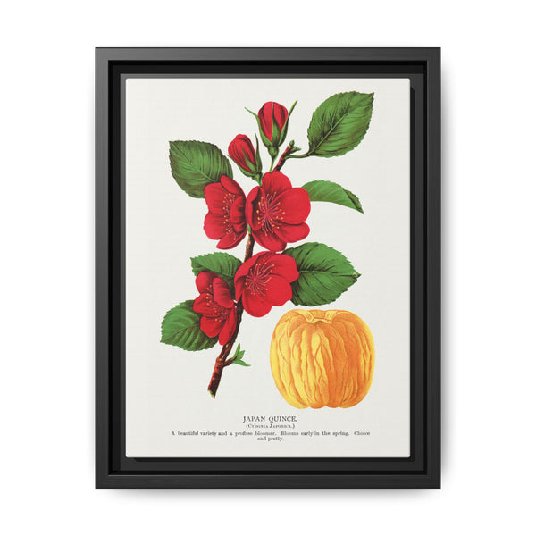 Japan Quince tree lithograph. Digitally enhanced from our own original 1900 edition plates of Botanical Specimen published by Rochester Lithographing - NOMADEN ART GALLERY