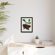 Black Tartarian cherry lithograph. Digitally enhanced from our own original 1900 edition plates of Botanical Specimen published by Rochester Lithographing