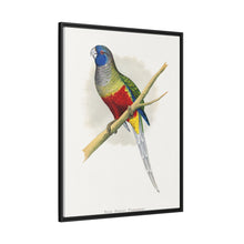 Blue Bonnet Parrakeet (Northiella haematogaster) colored wood-engraved plate by Alexander Francis Lydon.